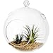 7-Inch Large Clear Glass Hanging Air Plant Terrarium Ball/Votive Candle Holder w/Flat Base & Loop Hook