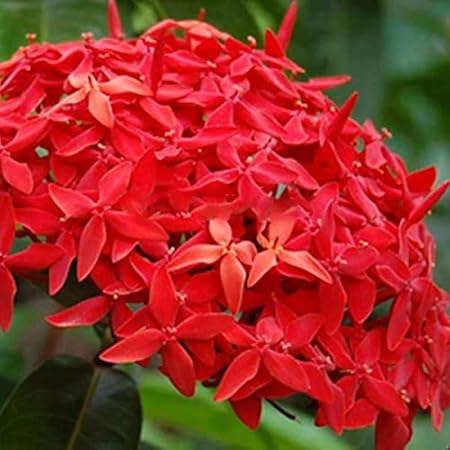 Mphmi Plant Ixora Long, Singapuri Ixora (Red) - Plant Jungle Geranium, Flame of the Woods, Jungle Flame, West Indian jasmine. rangan, kheme, ponna, chann tanea, techi, pan, santan, jarum-jarum
