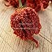 Dried Organic Carolina Reaper Peppers | World's Hottest Chili Pepper! (20)
