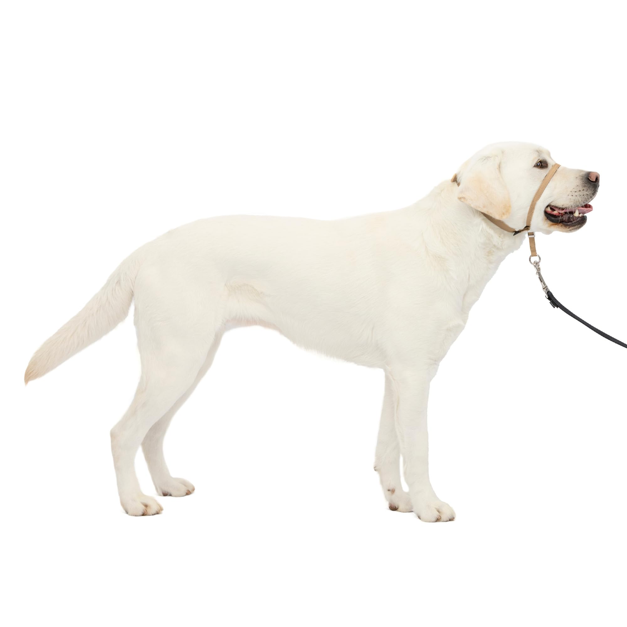 PetSafe Gentle Leader No-Pull Dog Headcollar - The Ultimate Solution to Pulling - Redirects Your Dog's Pulling for Easier Walks - Helps You Regain Control - Large, Fawn