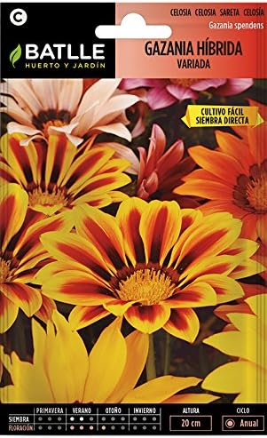 Semillas de Flores - Gazania híbrida splendens variada - Batlle ...