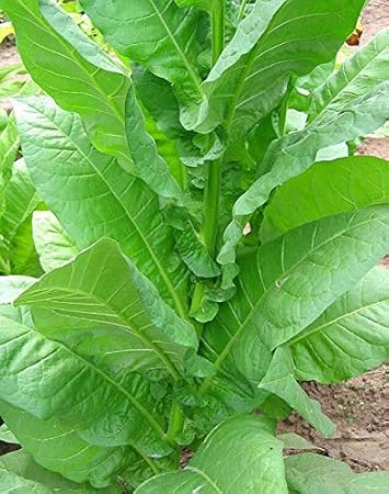 PLAT FIRM GERMINATIONSAMEN: Tabaksamen zum Rauchen (Nicotiana) 250 Samen. Â Sie mÃ¼ssen nie Tabak kaufen