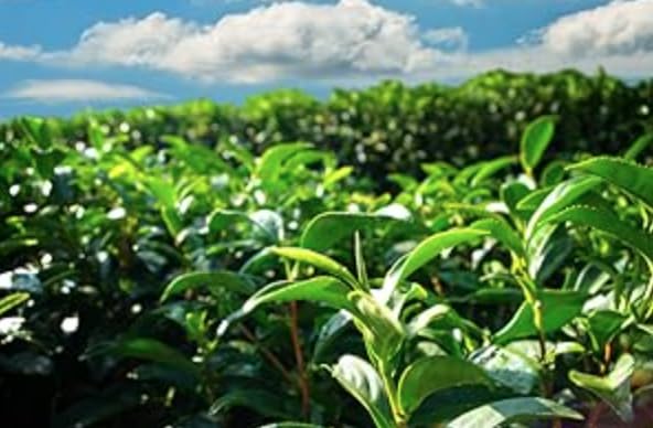 ROYAL ABBEY LONG-JING GREEN TEA-LONG JING DRAGON WELL GREEN TEA- PREMIUM EARLY SEASON
