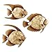 Shell Fish Wall Art - Set Of 3