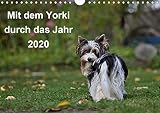 Mit dem Yorki durch das Jahr 2020 (Wandkalender 2020 DIN A4 quer): Golddust und Biewer Yorkshire Ter by