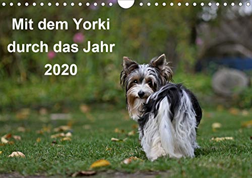 Mit dem Yorki durch das Jahr 2020 (Wandkalender 2020 DIN A4 quer): Golddust und Biewer Yorkshire Ter by