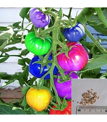 Black Tomatoes. kumato Tomato - 25 Seeds - Slicing Tomato