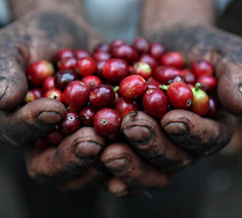 1 lb 100% Grade 1 Jamaican Blue Mountain Coffee, Full City Roast