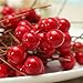 Fangfang 100pcs Xmas Christmas Red Fruit Berry Holly Artificial Flower Pick Home Decor