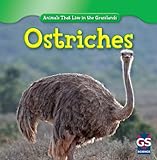 Ostriches (Animals That Live in the Grasslands)