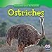 Ostriches (Animals That Live in the Grasslands)