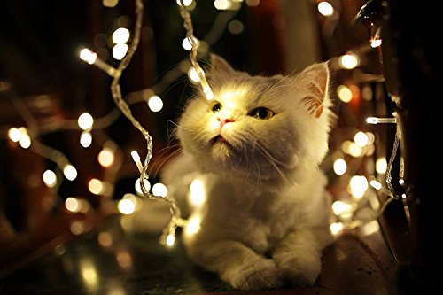 Uping® Lichterkette 100 Leds mit AC EU-Stecker von DC 31V Niederspannungstransformator und 8 Programm für Party, Garten, Weihnachten, Halloween, Hochzeit, Beleuchtung Deko in Innen und Außenbereich usw. Wasserdicht 12M warmweiß