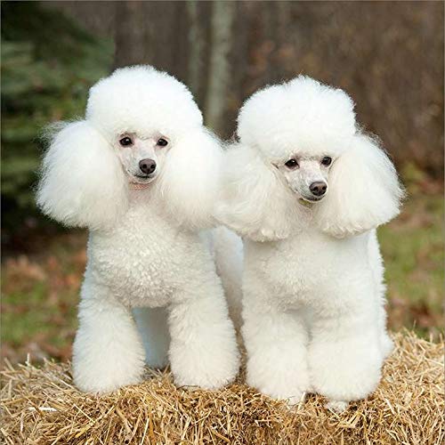 looking for miniature poodle