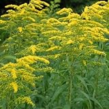 Outsidepride Solidago Goldenrod Wonder - 10000 Seeds