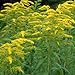 Outsidepride Solidago Goldenrod - 10000 Seeds