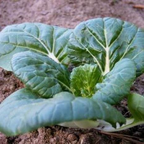 Amazon Co Jp 発芽種子 100 種子 新nabai白菜の種子 小さな赤ちゃんダークグリーンパックチェ 白菜 ホーム キッチン