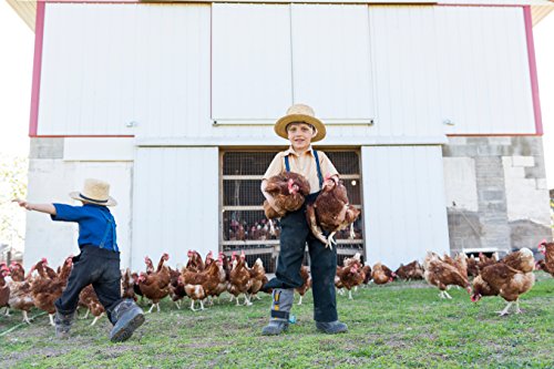 4 Organic+Valley+Free+Range+Large+Brown