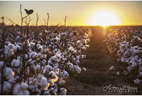 8x10 Texas Cotton Photo Print, "Cotton Sunset Glow" by TravLin Photography