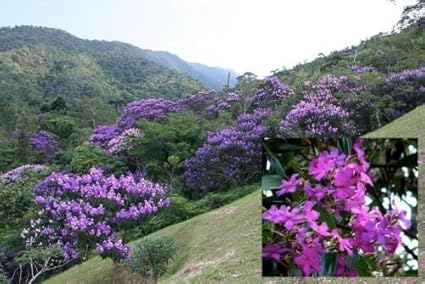 Tibouchina Granulosa Purple Ruhm Tree Seltene Tropischer Baum Bonsai Samen 25 Amazon De Garten