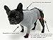 POPforPETS Post Operative Protection Shirt for Dogs (Medium) - POP for Pets Better Than The Cone! The Most Comfortable Alternative Shirt for Recovery!