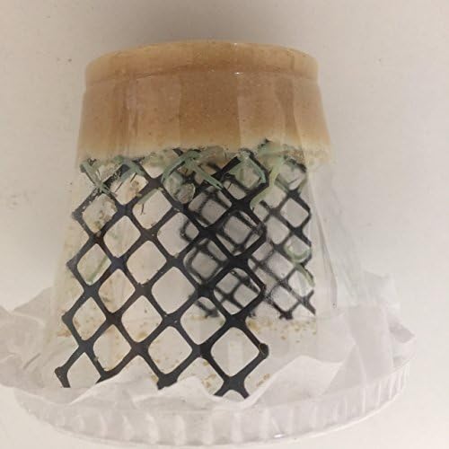 Educational Science Hornworm (Manduca sexta) small worms, Cup (9-oz) (20-30/cup), HFC25