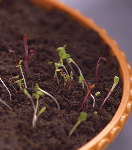 5 My+Fairy+Garden+Lily+Pond