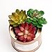 SOTOGO 14 Pack Artificial Succulent Plants Unpotted Fake Succulents