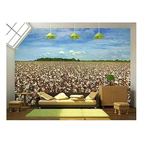 Cotton Field Ready for Harvest - Removable Wall Mural | Self-Adhesive Large Wallpaper - 66x96 inches