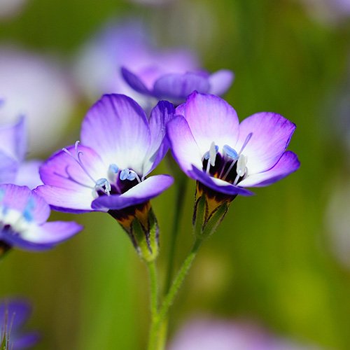 4 Package+Butterfly+Wildflower+Seed+Needs