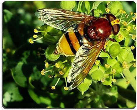 hoverfly insect pollination sprinkle nectar nature QZone Customized Made to Order Cloth with Neoprene Rubber Mouse Pads