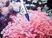 Coral Feeder SPS HPS Feeder, Long Version for Marine Fish and Reef Coral Aquarium CFT-2
