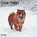 Chow Chow 2019 16 Month Wall Calendar 12 x 12 Inches