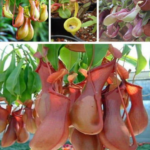 Diansts(TM) 20Pcs Seeds Pitcher Plant Purpurea Foliage Carnivorous Shades Flower Garden