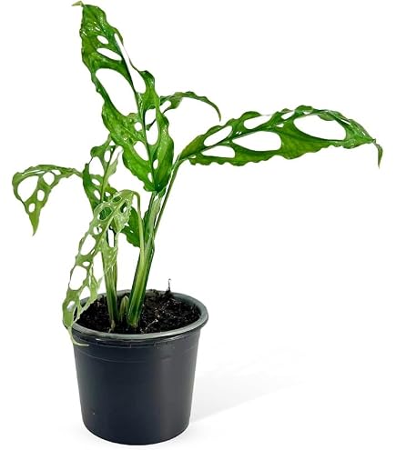 monstera deliciosa 2m Monstera Deliciosa XXL main image 1