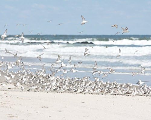 Ocean Photograph, Shorebirds on the Beach -"Sanderlings Take Flight" - Coastal Wall Art in Blue and White