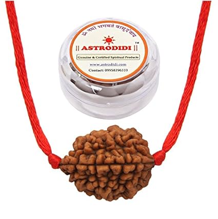 ASTRODIDI 2 Mukhi Rudraksha and Lab Certificate (Brown)