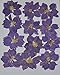 LoveDiyLife Purple Larkspur Real Pressed Dried Flowers