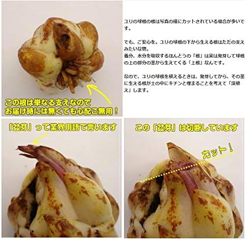 Amazon オリエンタルリリー クシマヤ 1球保湿剤入りパック ゆり ユリ 百合 秋植え 冬植え 春咲き 球根 イングリッシュガーデン 球根