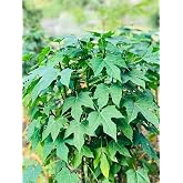 New Fresh 50pcs Chaya Tree Seeds Generic