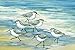 Portfolio Canvas Décor 'Surfside Sandpipers' by Paul Brent 24x36x1.5, 1 Piece Canvas Wall Art