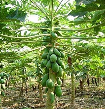 Shopvise 8Pcs Maradol Papaya Seeds Vegetable Fruit Tree Seeds Home Garden Decoration Bd58