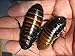 Madagascar Hissing Cockroach Adult Breeding Pair of (Gromphadorhina portentosa) by Honeybees100