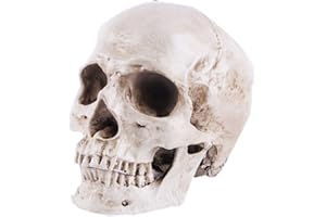 JOONOR Resin Medical Anatomical Human Skull Model - Life Size Replica Realistic Human Skull Head Bone Model, Anatomy Skull High Precision Teaching Tool Halloween Décor