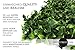 Artificial Hedge - Outdoor Artificial Plant - Great Boxwood and Ivy Substitute - Sound Diffuser Privacy Fence Hedge - Topiary Gardenia Greenery Panels (12, Gardenia)