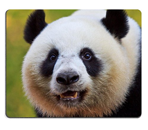 MSD Customized Natural Rubber Mouse Pad Personalized Custom Picture panda Bear 18425146