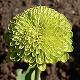 David's Garden Seeds Flower Zinnia Solid Color Envy