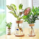 CUSNESTAL Glass Planter Hydroponic Plant Vase