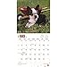 Boston Terrier Puppies 2017 Wall Calendar