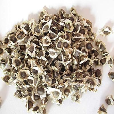 Moringa Oleifera Drumstick Seed Kit 30+ Seeds for Planting