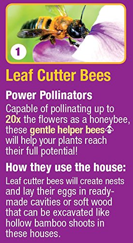 Nature's Way Bird Products CWH7 Insect House
